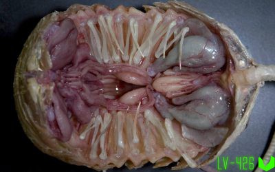 Не реализованные концепты существ Чужой: Завет